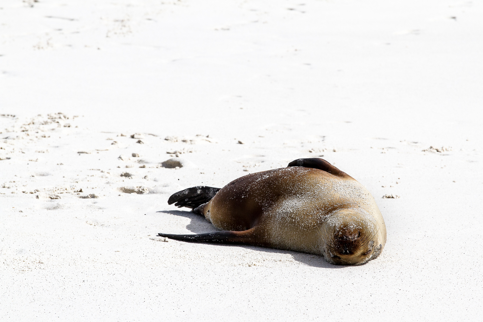 Sea Lion, Galapagos