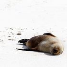 Sea Lion, Galapagos