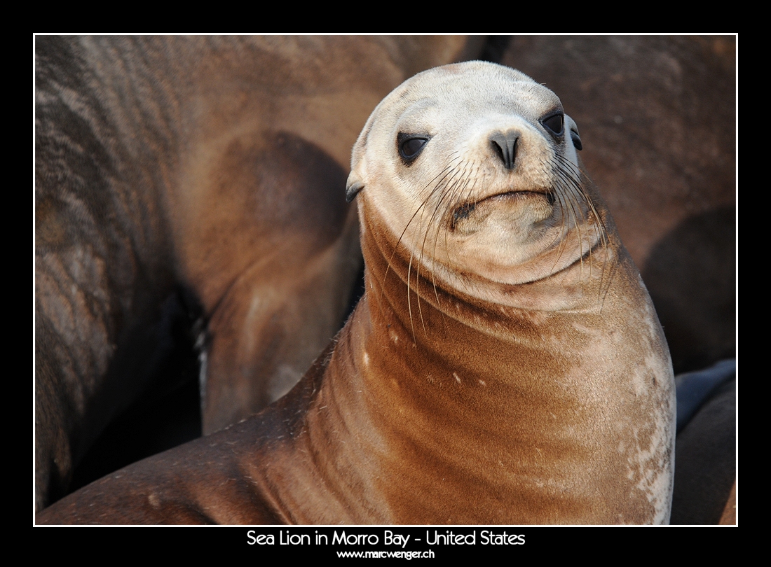 Sea Lion in Morro Bay - United States