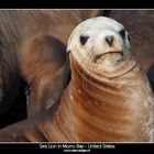 Sea Lion in Morro Bay - United States