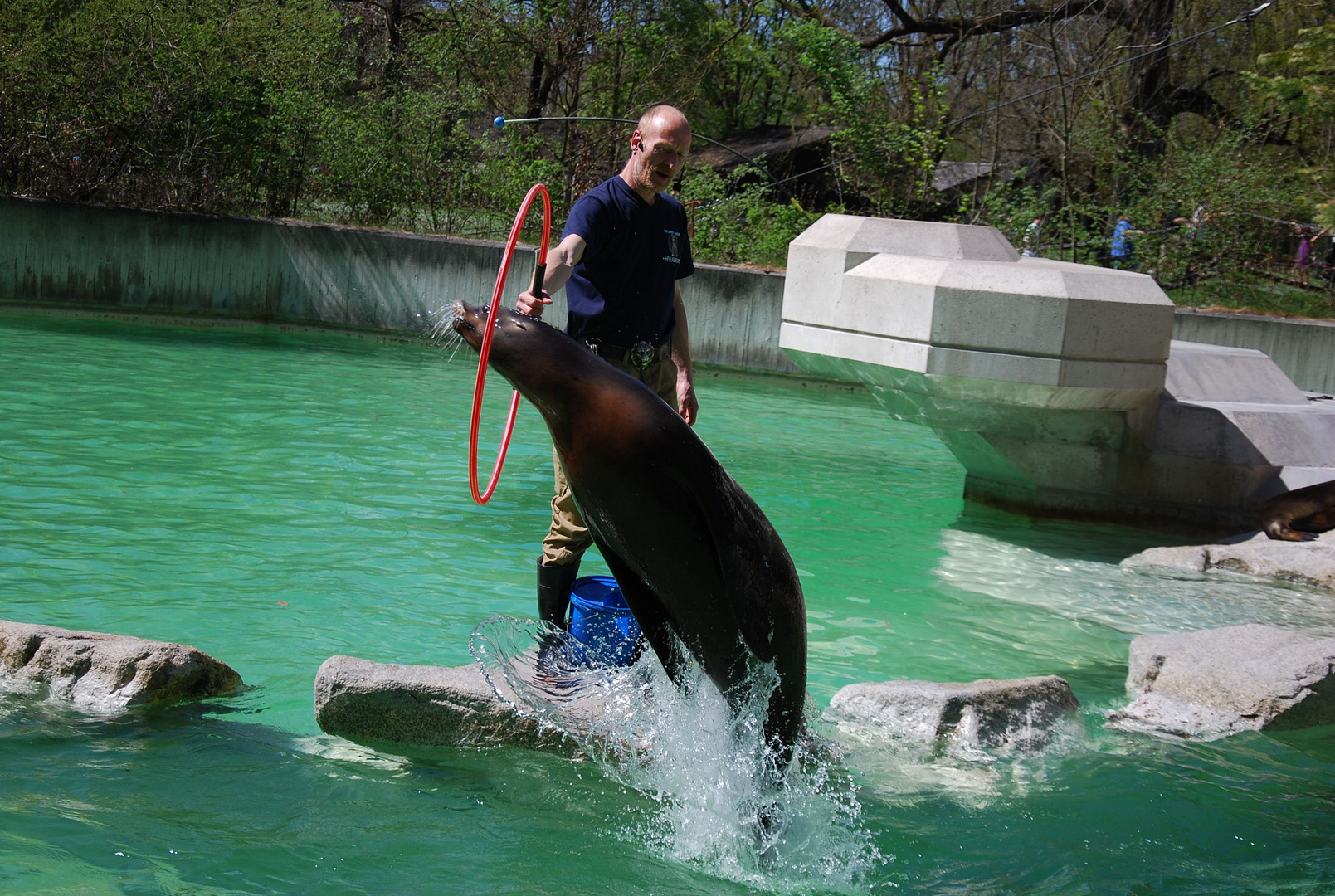 Sea Lion Show 1 / Seelöwenschau 1