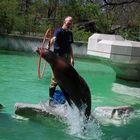 Sea Lion Show 1 / Seelöwenschau 1