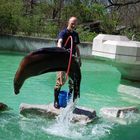 Sea Lion Show 2 / Seelöwenschau 2