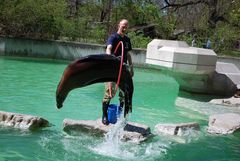 Sea Lion Show 2 / Seelöwenschau 2