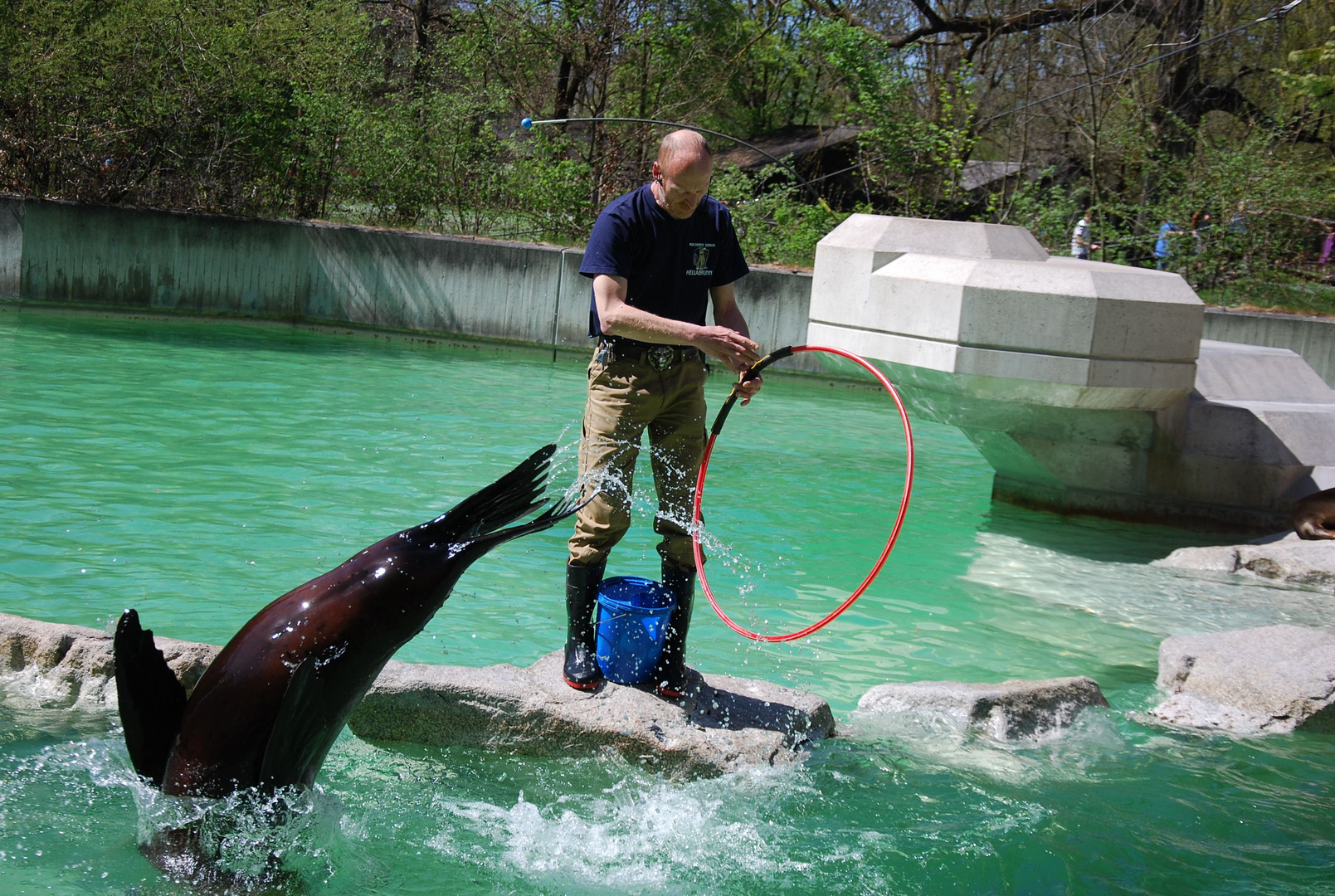 Sea Lion Show 3 / Seelöwenschau 3