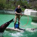 Sea Lion Show 3 / Seelöwenschau 3