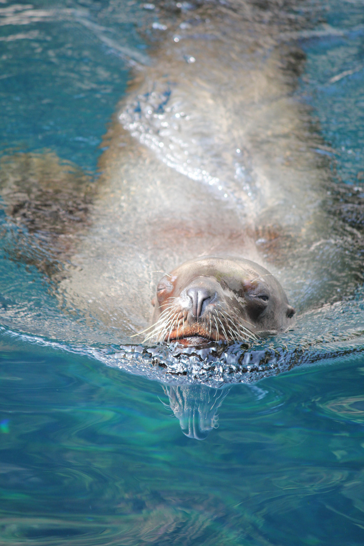 Sea Lion smile