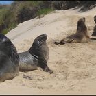 Sea Lions