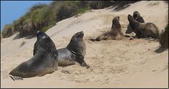 Sea Lions