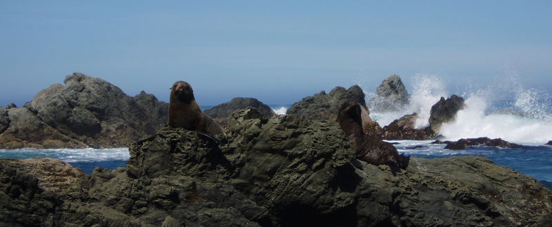 Sea Lions