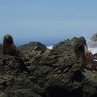 Sea Lions