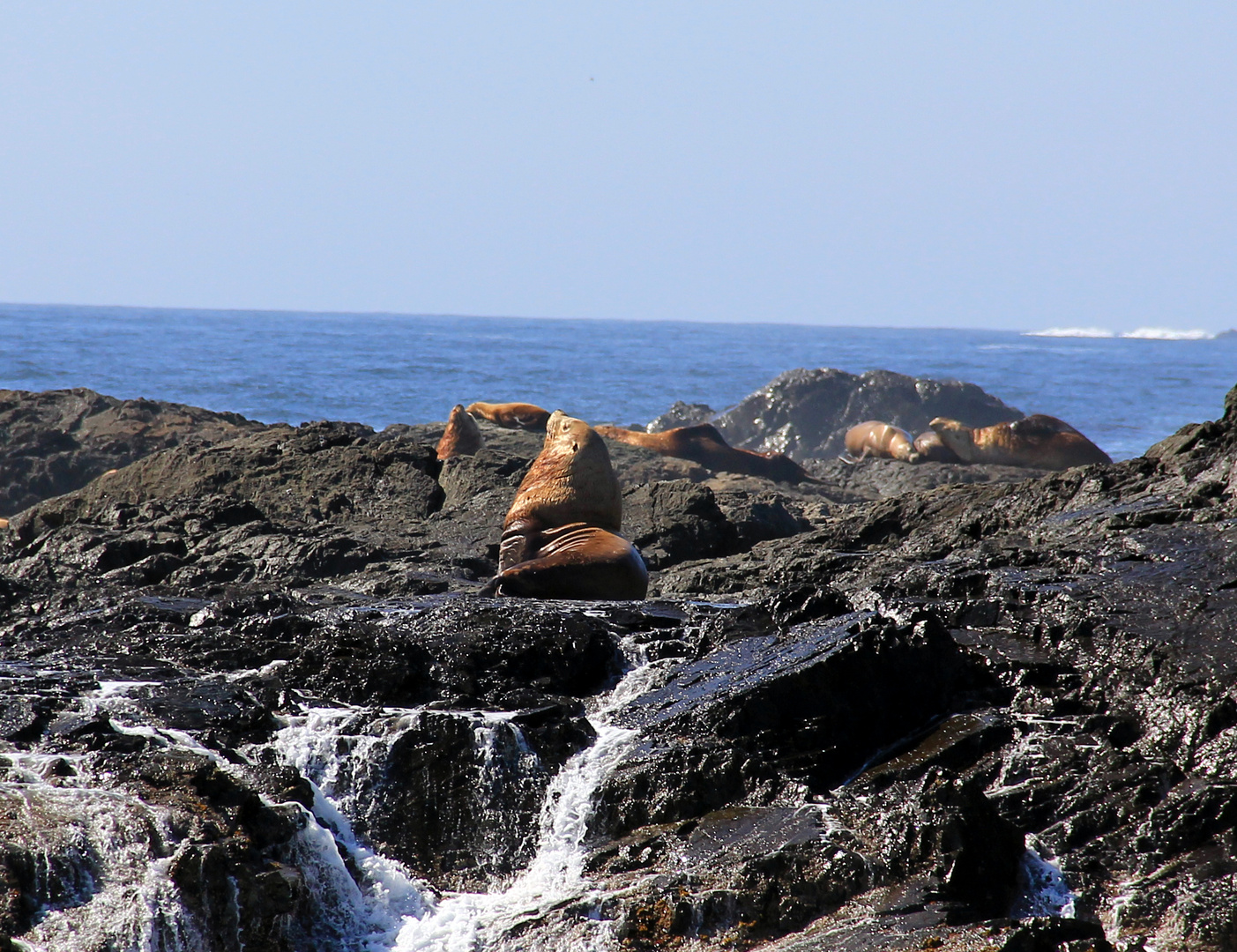 sea lions