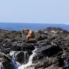 sea lions