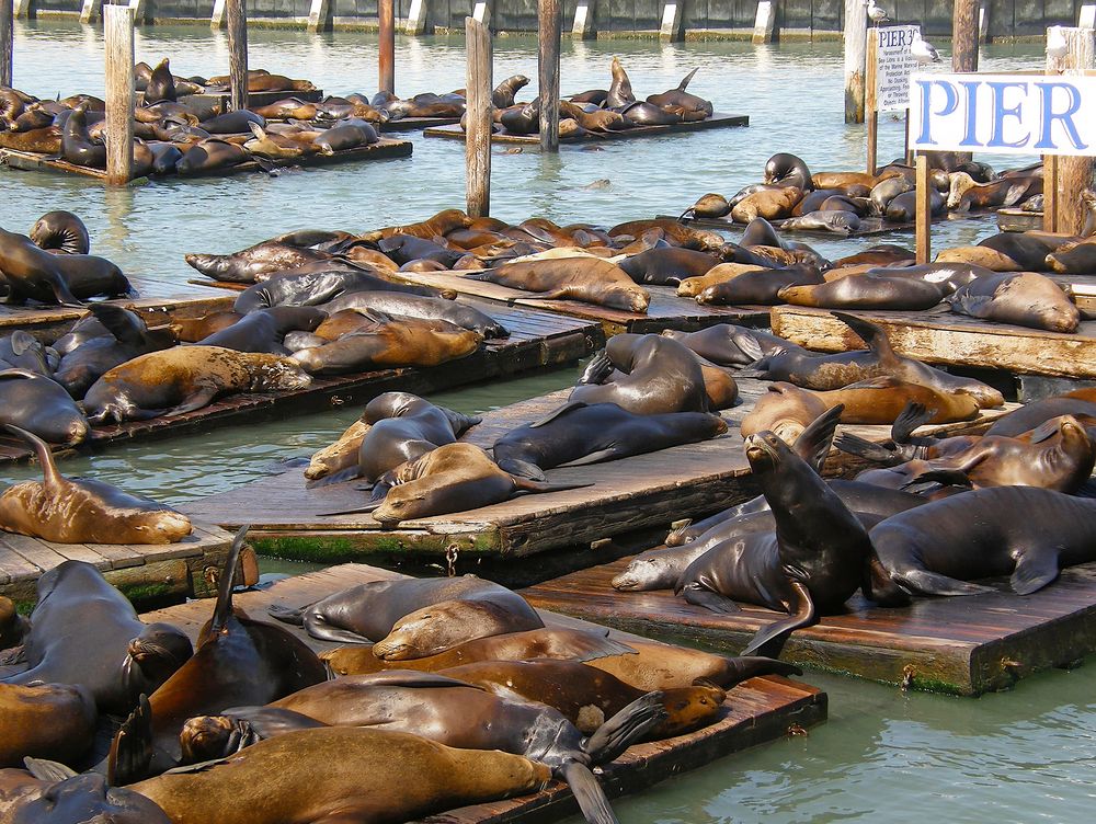 Sea Lions