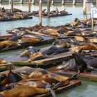 Sea Lions