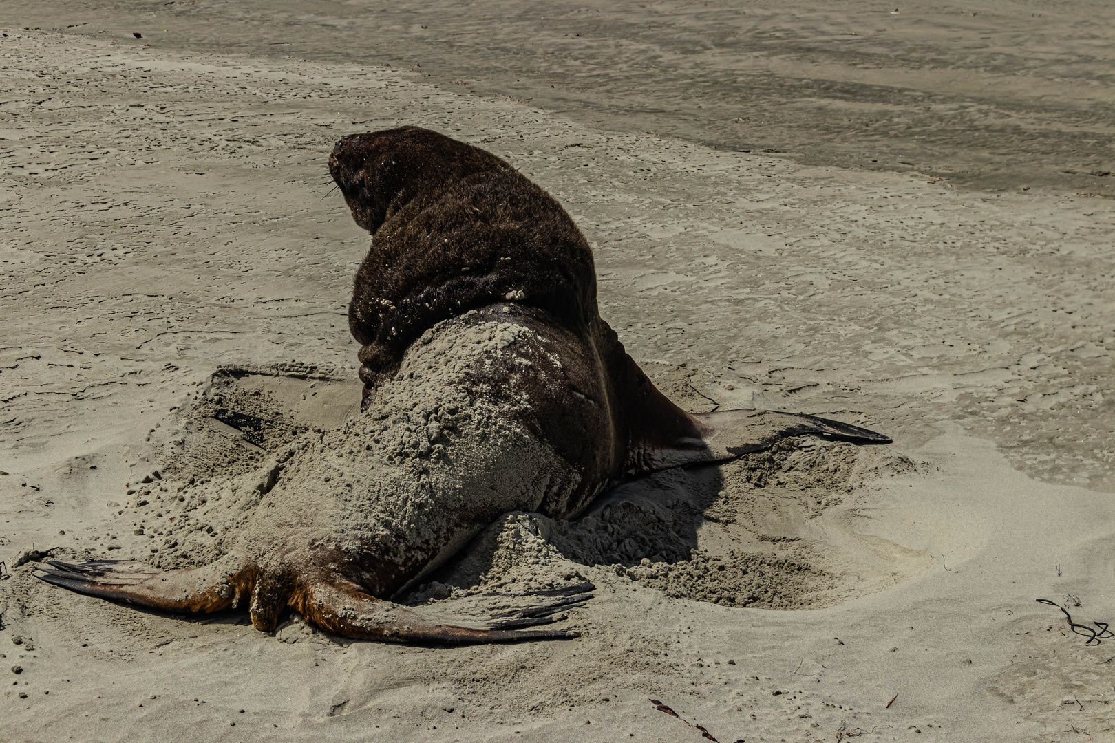 Sea Lions