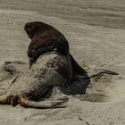 Sea Lions