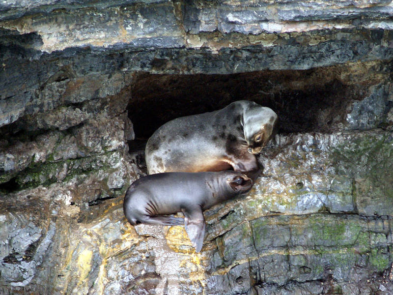 Sea Lions home