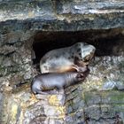 Sea Lions home