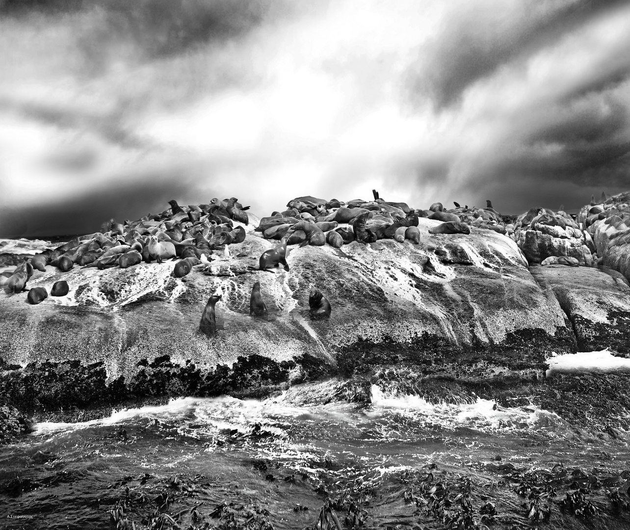 sea lions on tierra del fuego