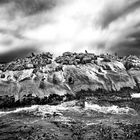 sea lions on tierra del fuego