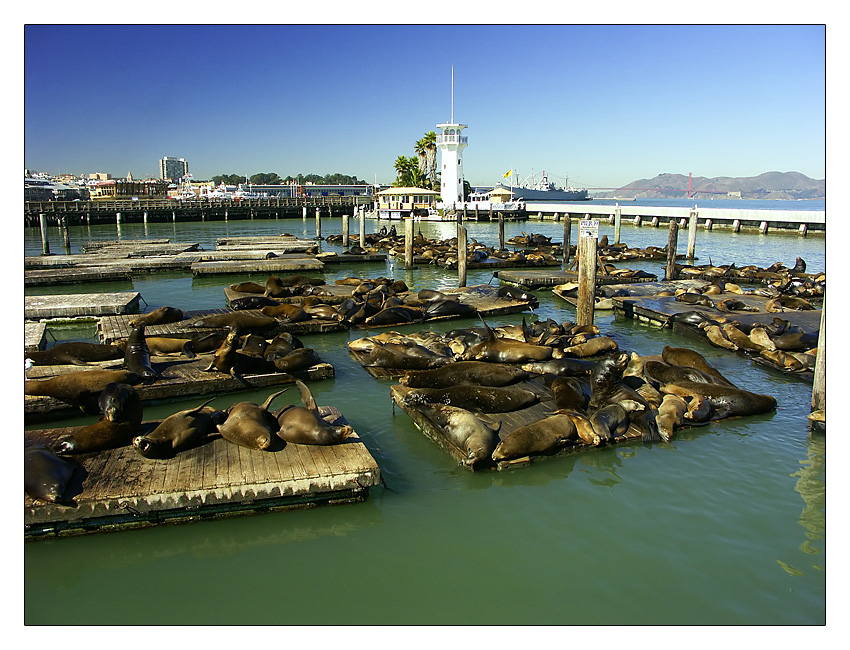 sea lions @ PIER 39