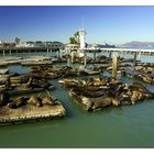 sea lions @ PIER 39