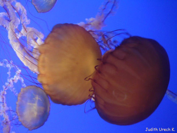 sea nettle