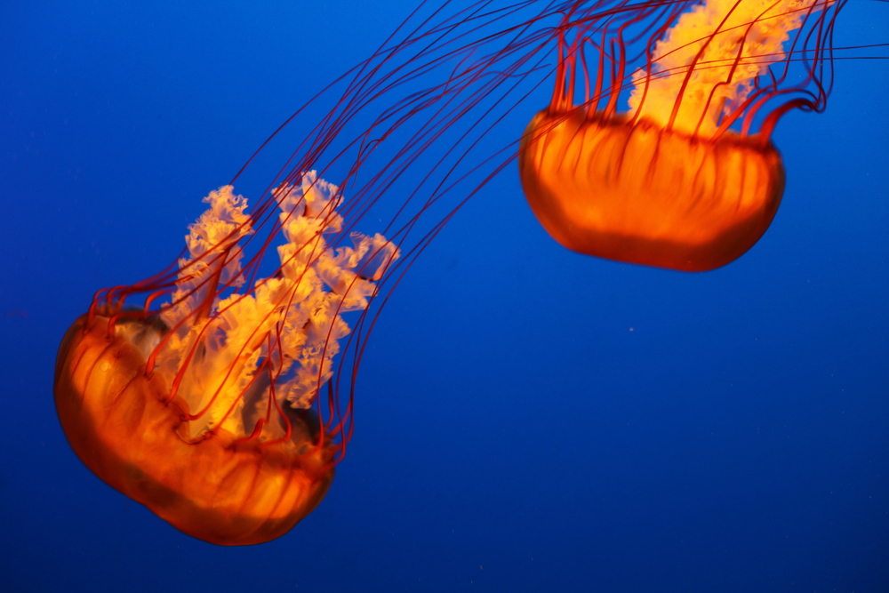 Sea Nettle