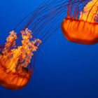 Sea Nettle