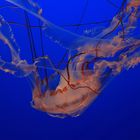 Sea Nettle Jelly