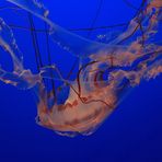 Sea Nettle Jelly