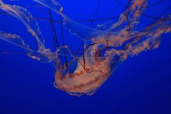 Sea Nettle Jelly