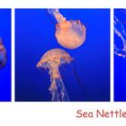 Sea Nettle Jelly