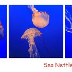 Sea Nettle Jelly