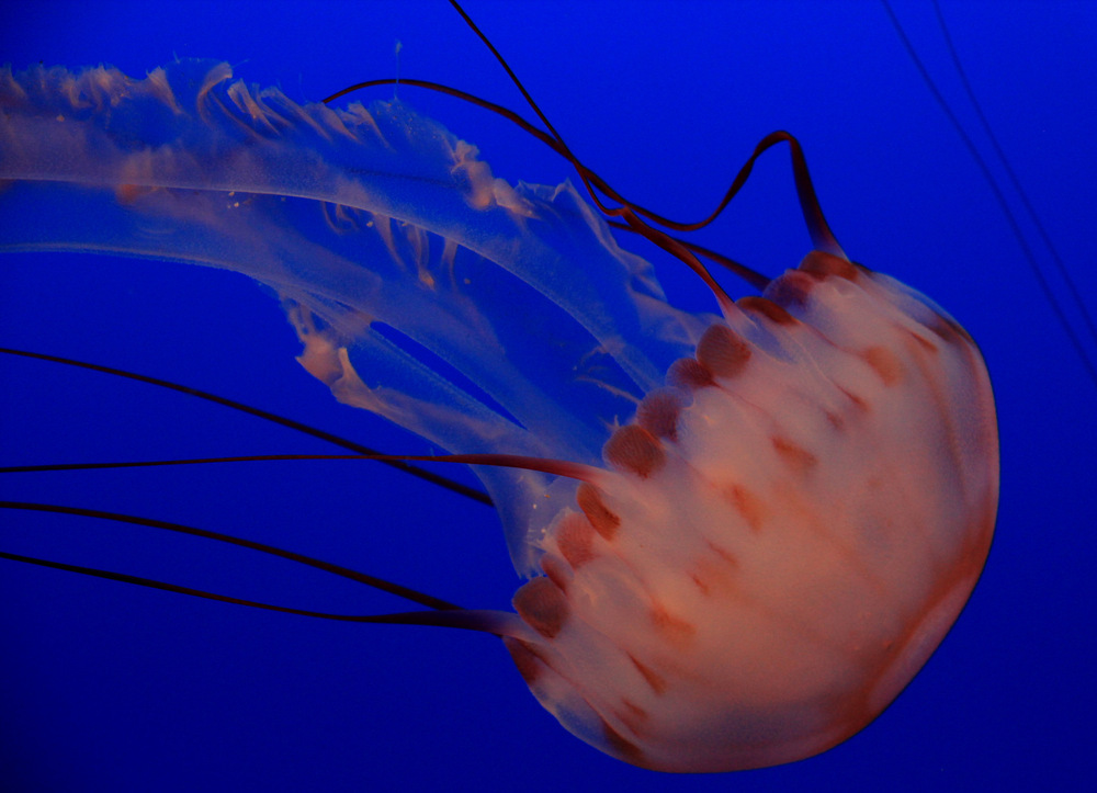 Sea Nettle Jelly