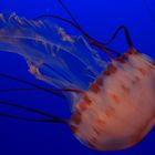 Sea Nettle Jelly