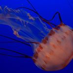 Sea Nettle Jelly
