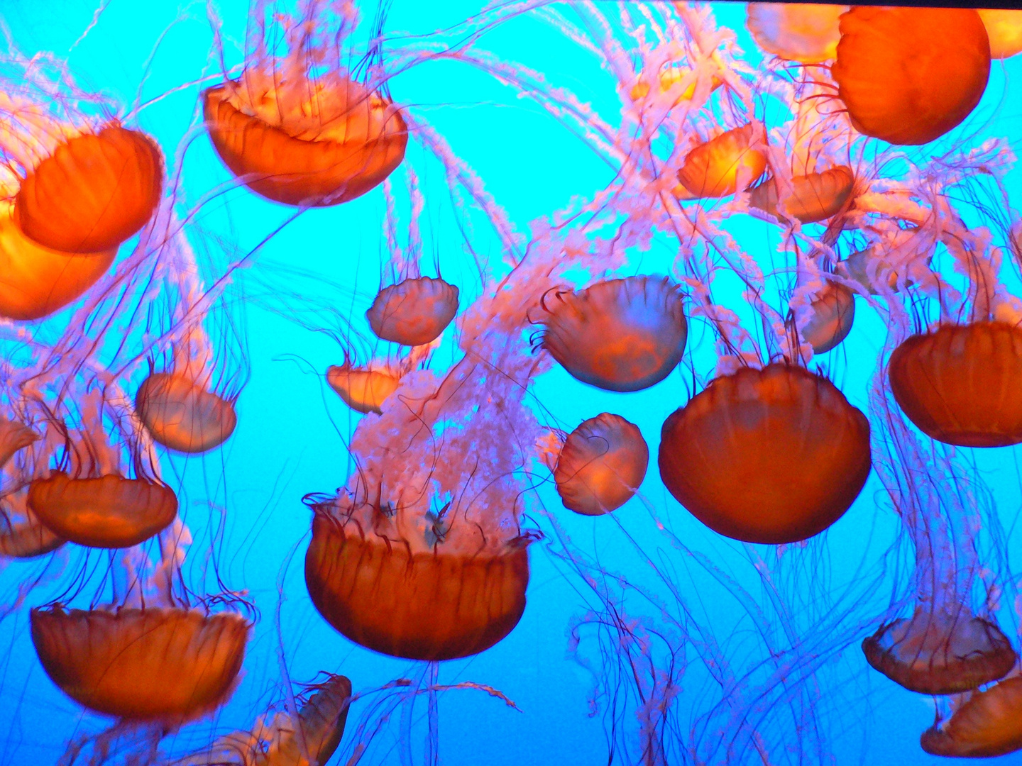 Sea Nettles.....(2)