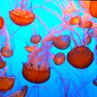 Sea Nettles.....(2)