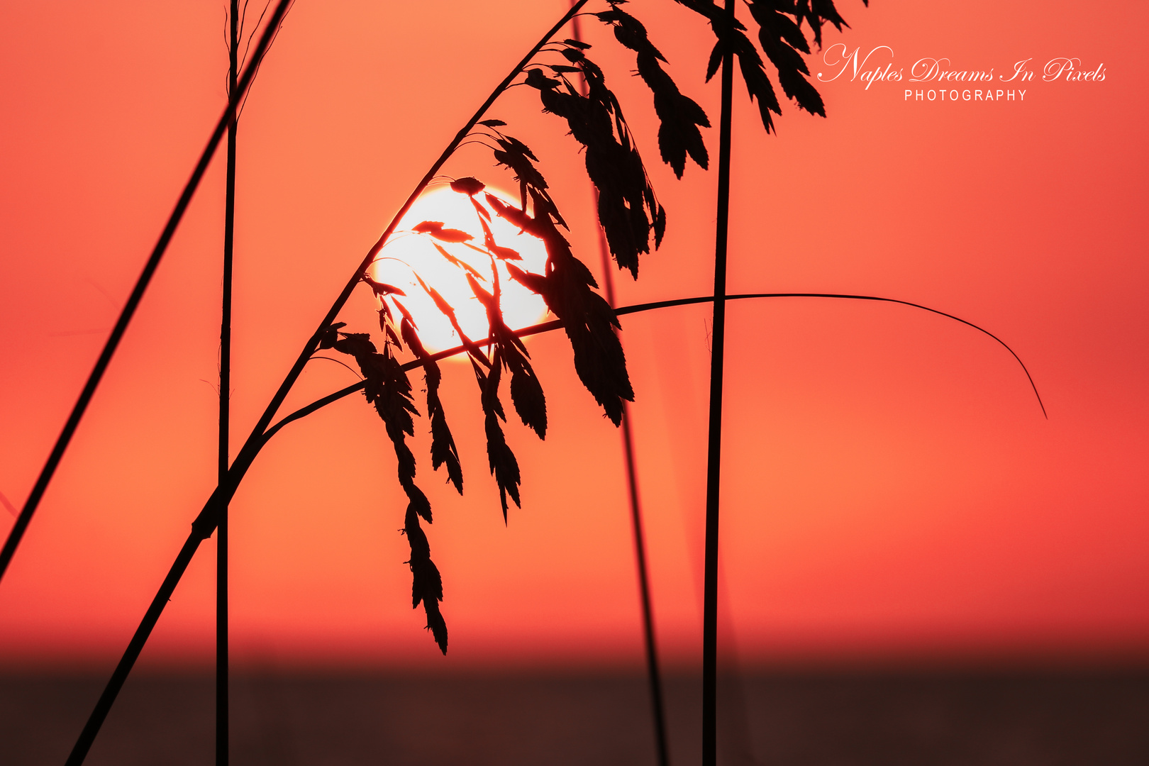 Sea oats tangling in the sun