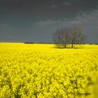 ....sea of blossoms