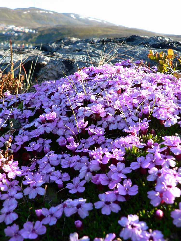 Sea of flowers