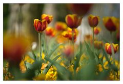 sea of flowers