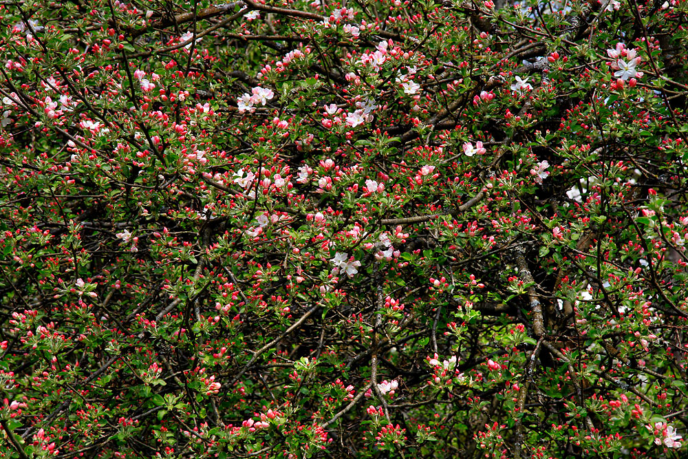 * Sea of Flowers *