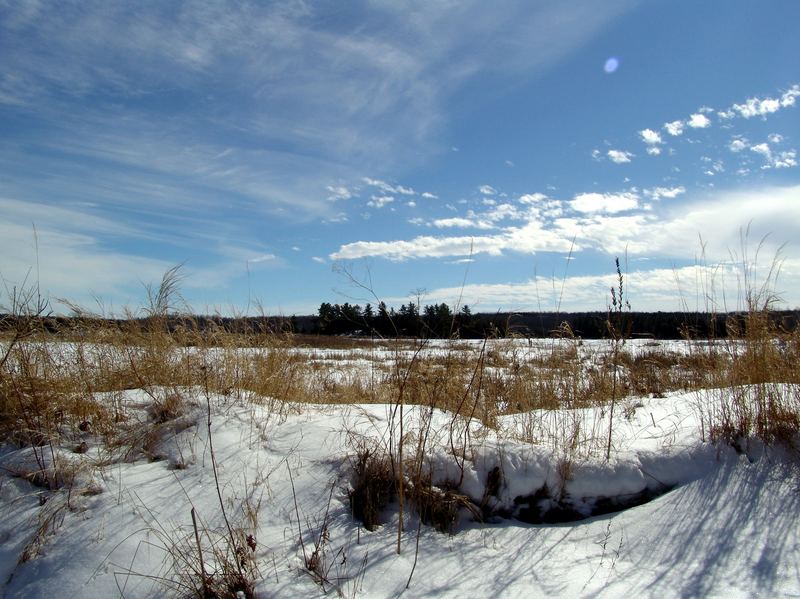 Sea of Grass in Winter