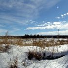 Sea of Grass in Winter