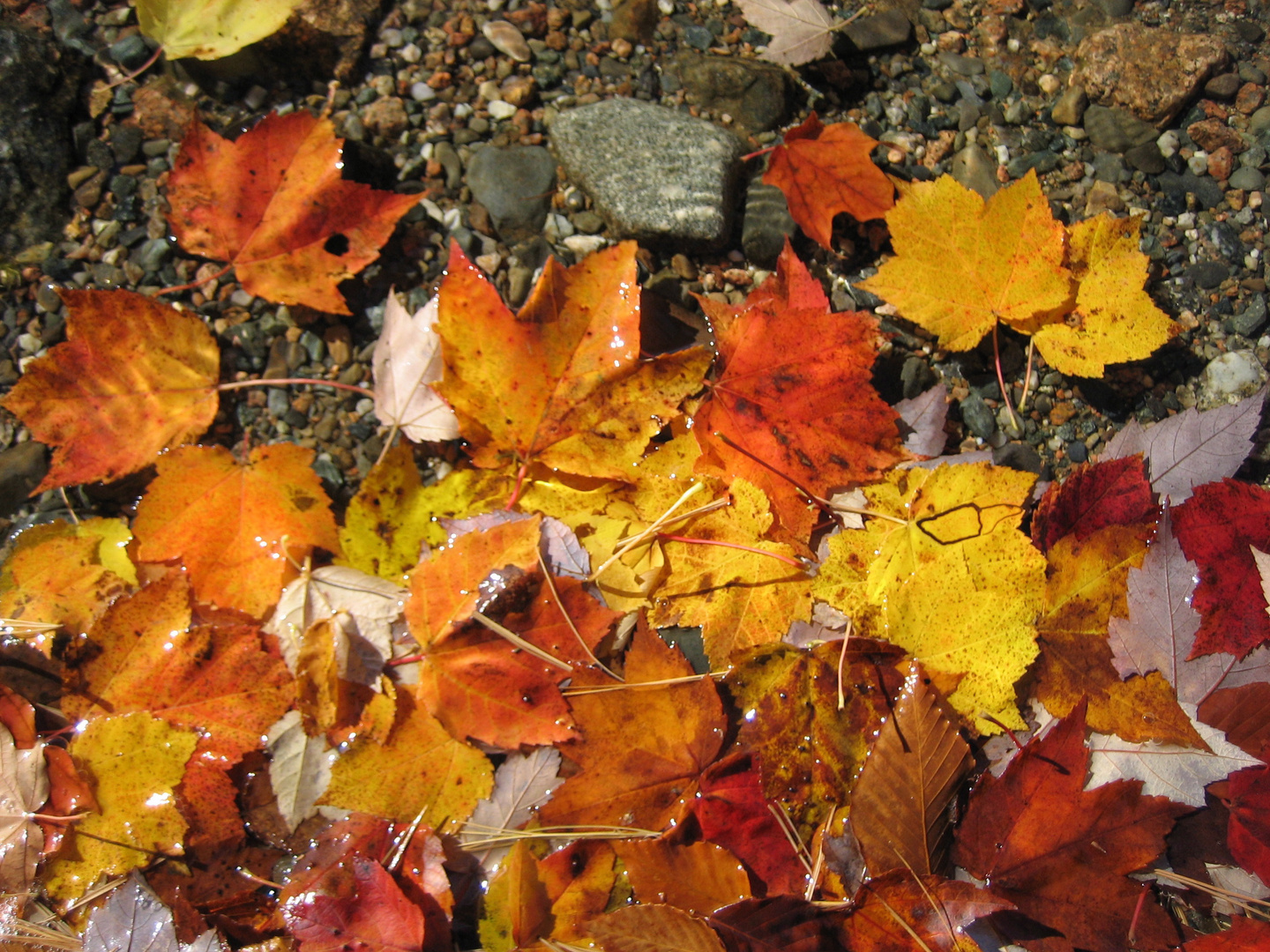 Sea of Leaves