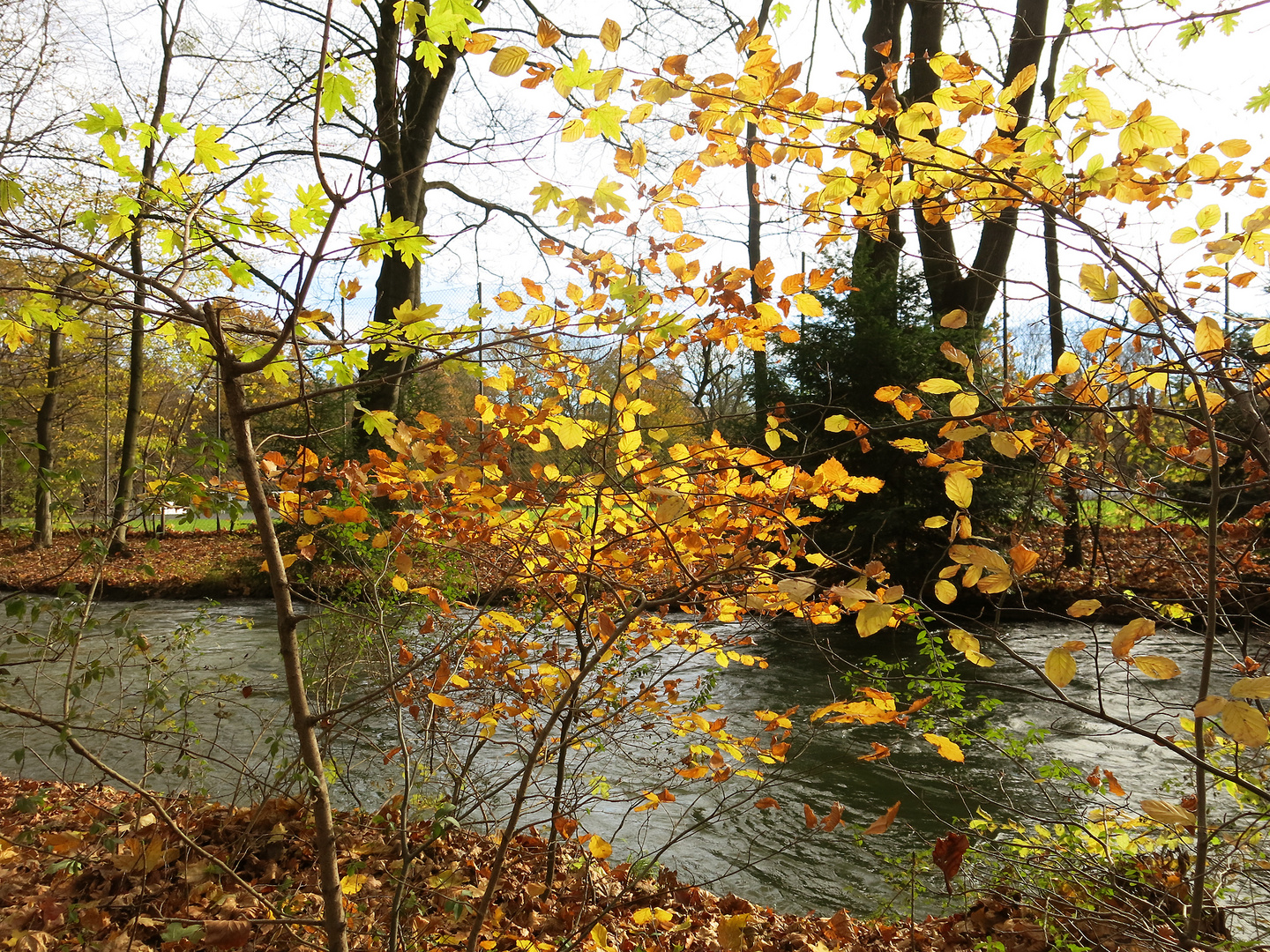 Sea of Leaves