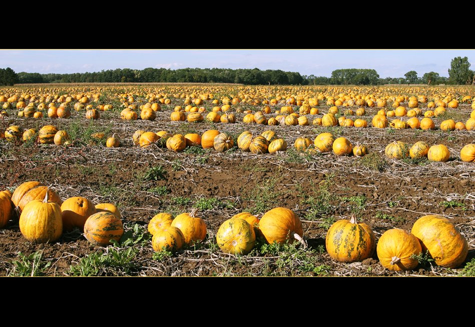 Sea of pumpkins